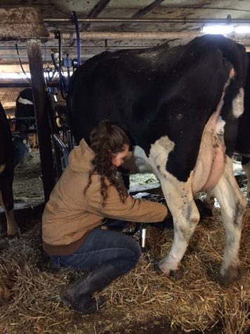 Junior Mekenzie Pflueger works at Reicherts Dairy Farm, where she milks cows, cleans the barn, and takes care of other animals.