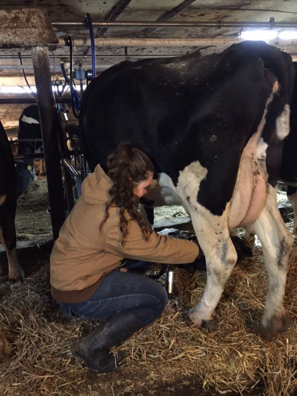 Junior+Mekenzie+Pflueger+works+at+Reicherts+Dairy+Farm%2C+where+she+milks+cows%2C+cleans+the+barn%2C+and+takes+care+of+other+animals.